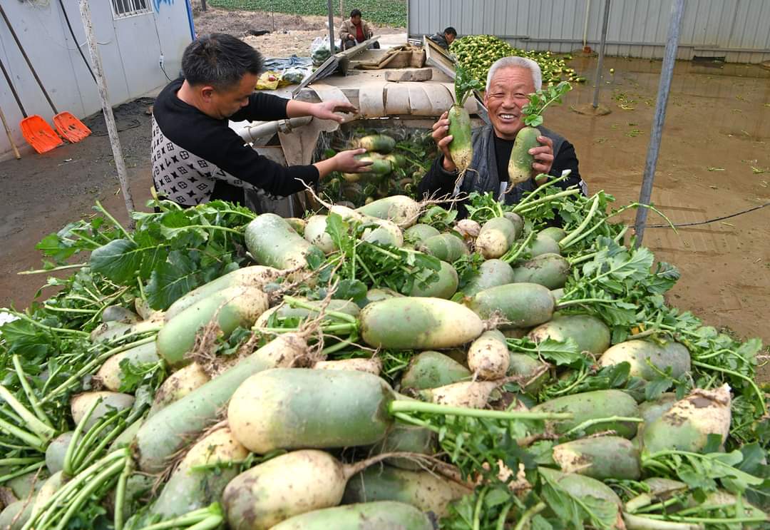 ទិដ្ឋភាពកសិករដកបន្លែ